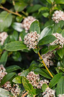 Doğadaki Skimmia japonica çiçeklerinin yakın çekimi.