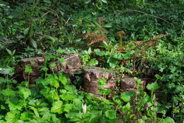 Yoğun yaprakların arasına saklanmış ağaç kütüklerini kesin..