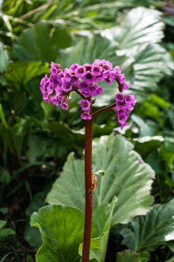 Bergenia cordifolia (Bergenia cordifolia) Kuzey Almanya 'da bir sebze bahçesinde yetişir..