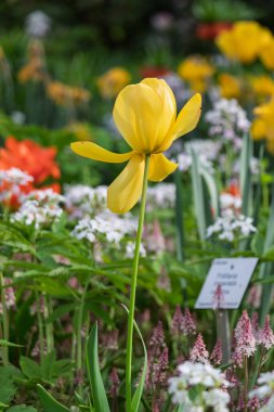Kırlangıç kuyruk (Latince: Trllius europaus), çiçek fuarında yetişen bir bitki türü.