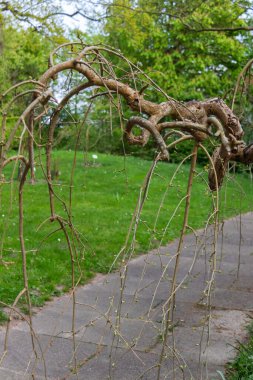 Salix matsudana, Salicaceae familyasından bir bitki türü. Kuru eğilmiş bir ağaç.
