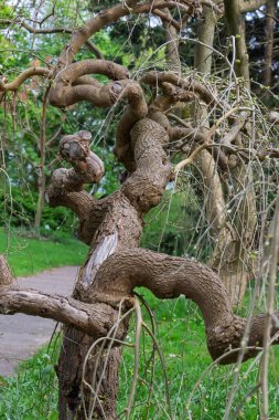 Salix matsudana, Salicaceae familyasından bir bitki türü. Kuru eğilmiş bir ağaç.