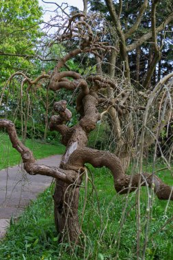 Salix matsudana, Salicaceae familyasından bir bitki türü. Kuru eğilmiş bir ağaç.