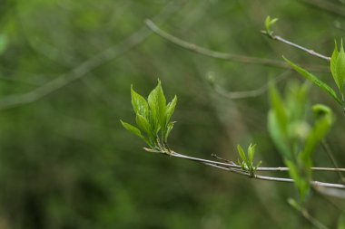 Tomurcuk yaprakları. Young şut çekiyor. İnce bir dal. Yakın plan. Geçmişi bulanık. Genç bir ağaç..