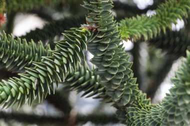 Araucaria chilea (Latince: Araucaria araucana) kozalaklı ağaç. Çok büyük bir ağaç.