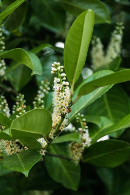 Tıbbi defne (Latince: Prnus laurocrasus), gülgiller (Rosaceae) familyasından bir bitki türü..