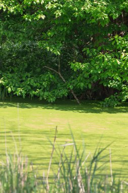 Kuzey Almanya 'daki ağaçların arka planında çimen, alüvyon ve yosun kaplı küçük yeşil bir bataklık.