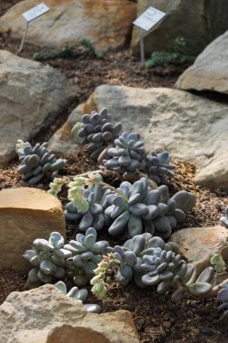 Pachyphytum, Meksika ve Amerika Birleşik Devletleri 'nde yetişen kalın yapraklı bir süs türüdür.