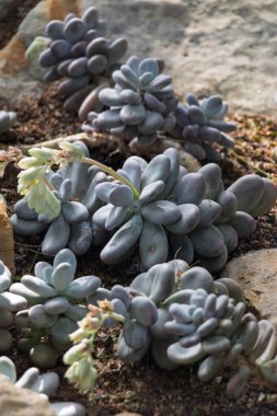 Pachyphytum, Meksika ve Amerika Birleşik Devletleri 'nde yetişen kalın yapraklı bir süs türüdür.