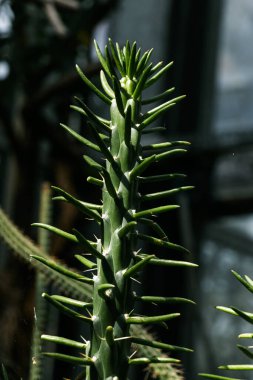 Austrosildropuntia awlopuntia dikenli, ağaç benzeri bir yapısı olan olağanüstü bir formla karakterize edilir..