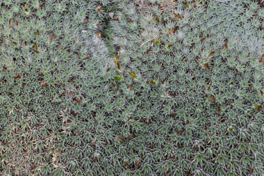 Deuterocohnia brevifolia, kurumuş ve kurumuş topraklarda yetişen dayanıklı, az bakımlı bir bitkidir..