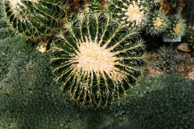 Sarı iğneli büyük, ağır, koyu yeşil bir kaktüs küçük kardeşlerinin arasında yerde yatıyor. Kroenleinia, Kactaceae familyasından bir bitki cinsidir.