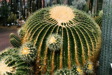 Sarı iğneli büyük, ağır, koyu yeşil bir kaktüs küçük kardeşlerinin arasında yerde yatıyor. Kroenleinia, Kactaceae familyasından bir bitki cinsidir.