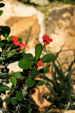 Euphorbia milii, Molochai ailesinin (Euphorbiaceae) daimi bitkisidir.).