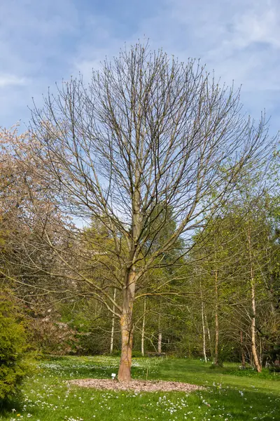 Ağaçların ortasında yaprakları olan yapayalnız bir ağaç. Kiel şehrinin botanik bahçesi. Almanya 'nın kuzeyi.