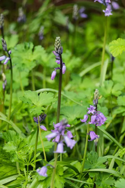 Hyacinthoides, betik olmayan çiçek açan bitkiler.