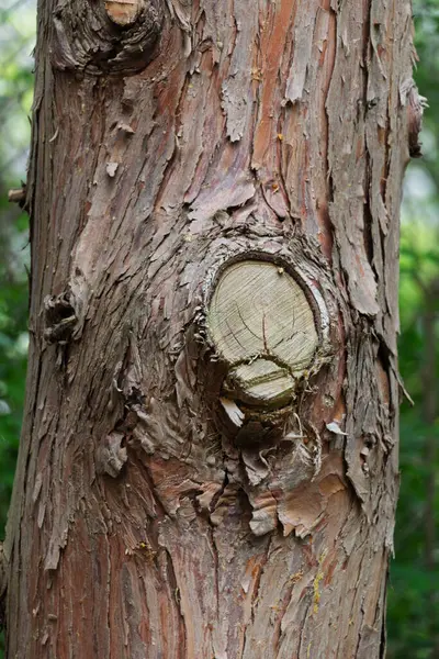 Kabuksuz ağaç. Ağaç kabuğu olmayan bir ağaç. Çıplak sandık..