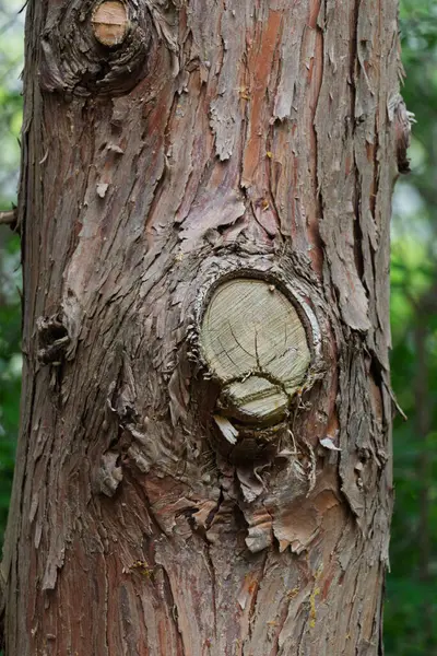 Kabuksuz ağaç. Ağaç kabuğu olmayan bir ağaç. Çıplak sandık..