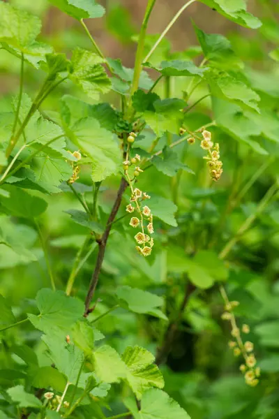 Botanik Bahçesinde frenk üzümü çiçekleri (Ribes spicatum)