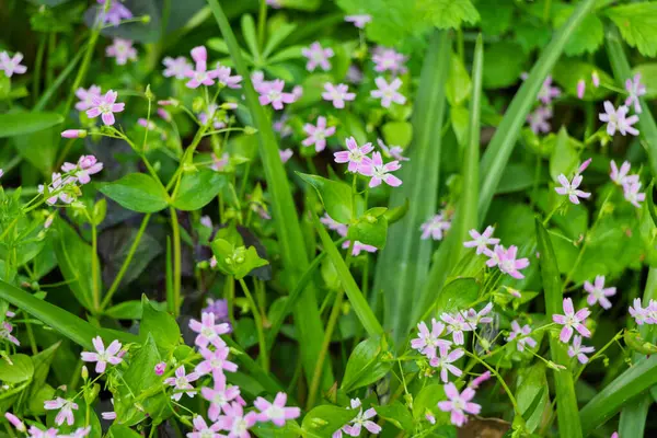 Claytonia sibirica (Latince: Claytonia sibirica)