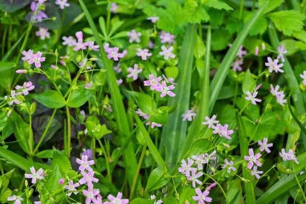 Claytonia sibirica (Latince: Claytonia sibirica)