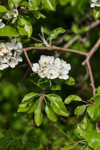 Yeşil yaprakların arka planında armutun beyaz çiçekleri (Latin Pyrus komünü)