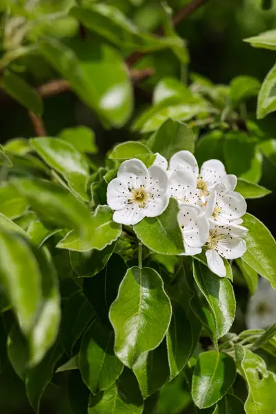 Yeşil yaprakların arka planında armutun beyaz çiçekleri (Latin Pyrus komünü)