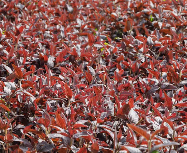 Prnus pmila, Prunus familyasından bir bitki türü. Ekranda pembe yapraklar.