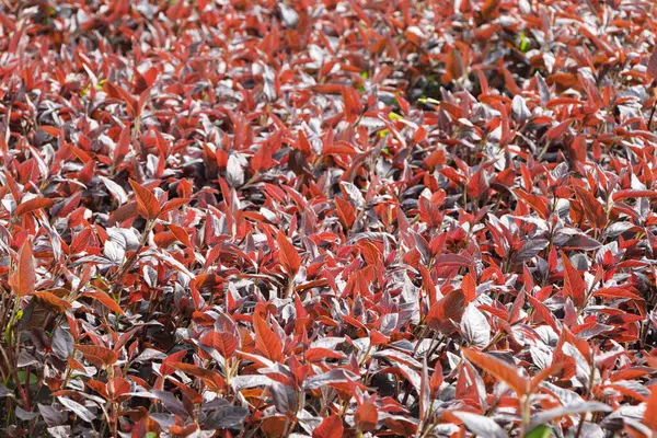Prnus pmila, Prunus familyasından bir bitki türü. Ekranda pembe yapraklar.