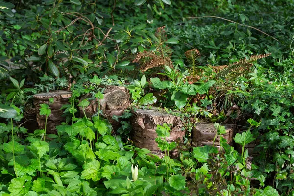 Yoğun yaprakların arasına saklanmış ağaç kütüklerini kesin..