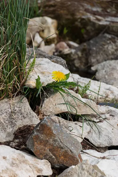 Kayaların ve taşların arasında filizlenen bir karahindiba. Küçük ama gururlu.