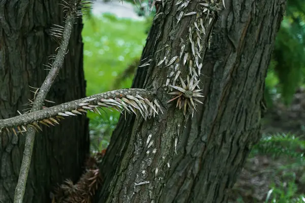 Cunninghamia lanceolata, kedigiller (Cunninghamia) familyasından bir kozalaklı ağaç türü. Dikenli ve dikenli bir ağaç kabuğunda
