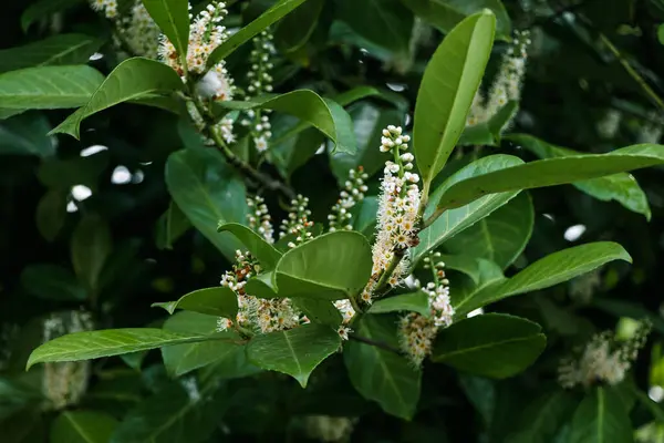 Tıbbi defne (Latince: Prnus laurocrasus), gülgiller (Rosaceae) familyasından bir bitki türü..