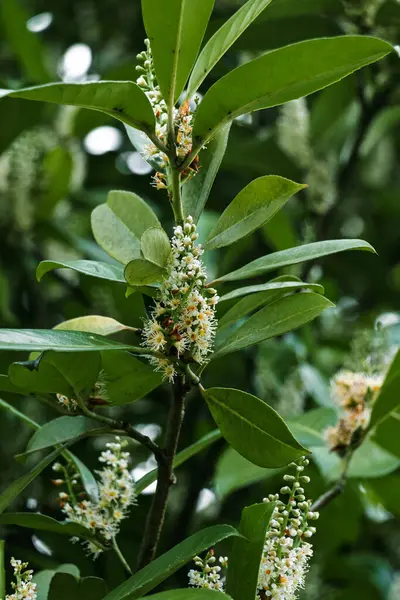Tıbbi defne (Latince: Prnus laurocrasus), gülgiller (Rosaceae) familyasından bir bitki türü..
