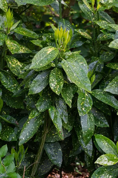 Aukuba Japon yaprakları, Garryaceae familyasındaki Aukuba cinsinden bir bitki örtüsü..