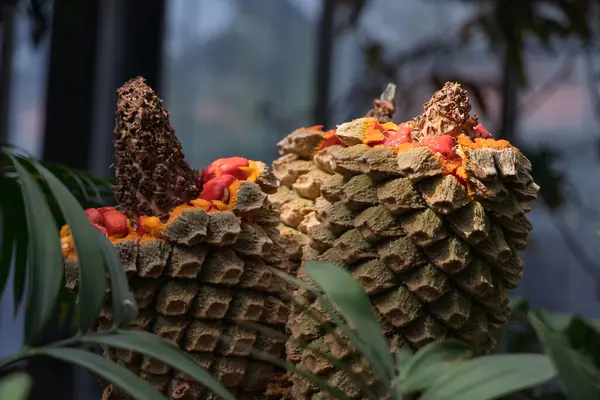 Sikad Modjadji 'nin konisini dölleyin, Jurasik döneme ait bir palmiye bitkisine benzeyen bilimsel transvenosus Encephalartos. Modjadji cycad 'de kısmen açık olan tohum konisi, parlak turuncu-kırmızı tohumların oldukça zehirli olduğunu gösteriyor.
