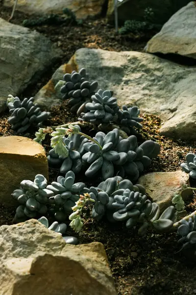Pachyphytum, Meksika ve Amerika Birleşik Devletleri 'nde yetişen kalın yapraklı bir süs türüdür.