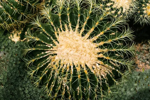 Sarı iğneli büyük, ağır, koyu yeşil bir kaktüs küçük kardeşlerinin arasında yerde yatıyor. Kroenleinia, Kactaceae familyasından bir bitki cinsidir.