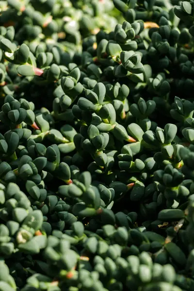 Corpuscularia Lehmannii. Sarı-polen çiçekleri üreten gri, kalın ve açısal yapraklı popüler bir kompakt bitki.