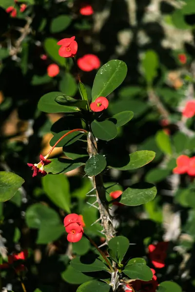 Euphorbia milii, Molochai ailesinin (Euphorbiaceae) daimi bitkisidir.).