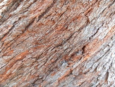 Bir ağaç kabuğuna yakın.