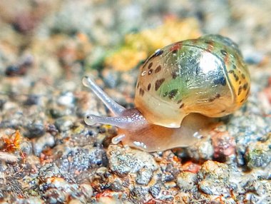 Yerdeki bir salyangoza yaklaş
