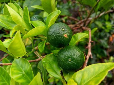 yeşil yapraklar ve yeşil kireç
