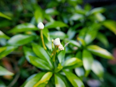 Bahçedeki güzel çiçekler