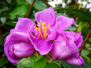 Bahçedeki güzel çiçekler