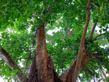 Doğada, çevrede ve faunada banyan ağacının gövdesine yakın çekim