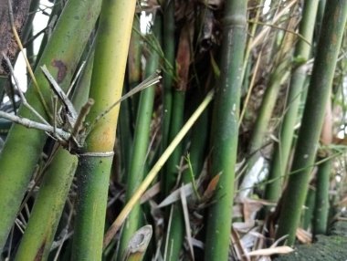 Bahçedeki bambu ağacı 