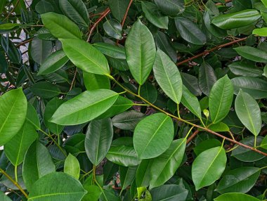 Taze yeşil yapraklar, doğa ve arkaplan 