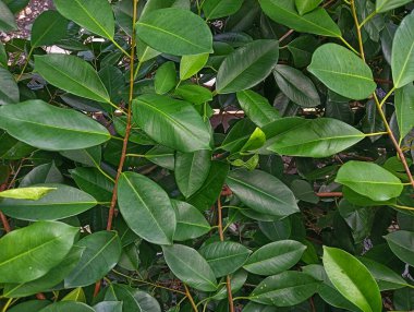 Taze yeşil yapraklar, doğa ve arkaplan 