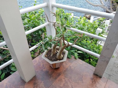 Adenyum obesum bitkisiyle küçük bir kap.